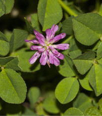 Jetel zvrácený - Trifolium resupinatum - osivo jetele - 100 ks