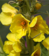 Divizna velkokvětá - Verbascum densiflorum - osivo divizny - 300 ks