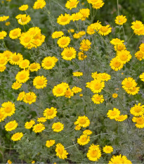 Rmen barvířský - Anthemis tinctoria - osivo rmenu - 500 ks