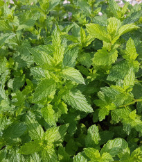 Máta klasnatá - Mentha viridis - osivo máty - 25 ks