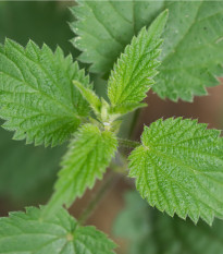 Kopřiva dvoudomá - Urtica dioica - osivo kopřivy - 800 ks