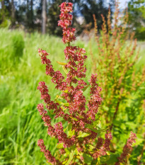 Šťovík kyselý - Rumex acetosa - osivo šťovíku - 25 ks