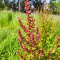 Šťovík kyselý - Rumex acetosa - osivo šťovíku - 25 ks