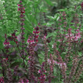 Bazalka posvátná Holy red - Ocimum tenuiflorum - osivo bazalky - 30 ks