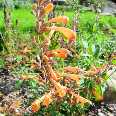 Agastache Apricot - Agastache aurantiaca - osivo agastache - 20 ks