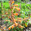 Agastache Apricot - Agastache aurantiaca - osivo agastache - 20 ks