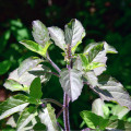 Bazalka indická Tulsi - Ocimum tenuiflorum - osivo bazalky - 50 ks