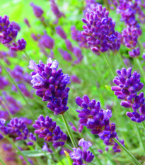 Levandule lékařská fialová Ellegance purple - Lavandula angustifolia - osivo levandule - 15 ks