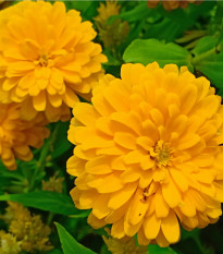 Měsíček lékařský žlutý - Calendula officinalis - osivo měsíčku - 30 ks