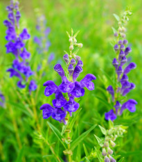 Šišák bajkalský - Scutellaria baicalensis - osivo šišáku - 15 ks