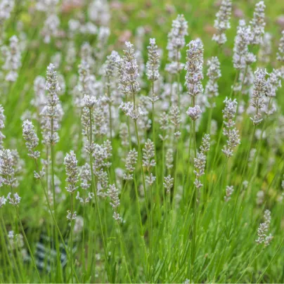 Levandule lékařská bílá Ellegance Snow - Lavandula angustifolia - osivo levandule - 15 ks