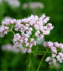 Kozlík lékařský - Valeriana officinalis - osivo kozlíku - 150 ks