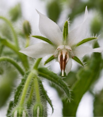 Brutnák bílý - Borago officinalis - osivo brutnáku - 20 ks