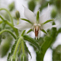 Brutnák bílý - Borago officinalis - osivo brutnáku - 20 ks