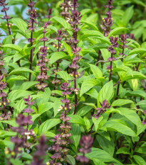 Bazalka thajská - Ocimum basilicum var. thyrsiflora - osivo bazalky - 50 ks