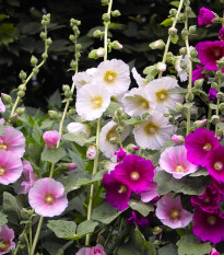 Topolovka Simplex směs - Althaea rosea - osivo topolovky - 12 ks