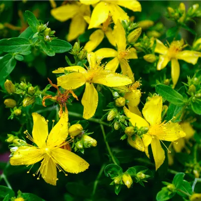 Třezalka tečkovaná - Hypericum perforatum - osivo třezalky - 300 ks