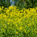 Rukevník východní - Turecká roketa - Bunias orientalis - osivo rukevníku - 6 ks