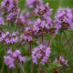 Mateřídouška - Thymus serpyllum - osivo mateřidoušky - 500ks