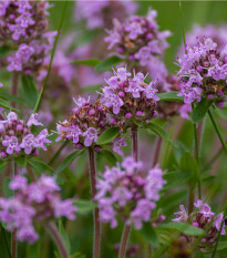 Mateřídouška - Thymus serpyllum - osivo mateřidoušky - 500ks