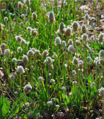 Jitrocel Minutina - Plantago coronopus - osivo jitrocele - 500 ks