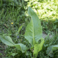 Šťovík zahradní - Rumex patientia - osivo šťovíku - 20 ks