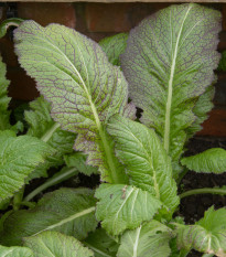 Hořčice habešská - Brassica carinata - osivo hořčice - 250 ks