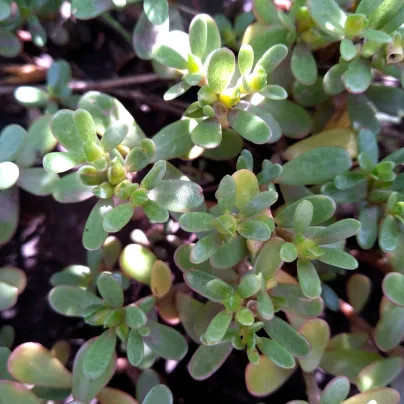 Šrucha zelná - Portulaca oleracea - prodej semen zeleniny - 30 ks