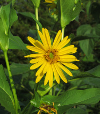 Mužák prorostlý - Silphium perfoliatum - osivo mužáku - 8 ks