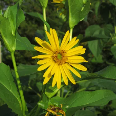 Mužák prorostlý - Silphium perfoliatum - osivo mužáku - 8 ks