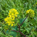 Hořčice černá - Brassica nigra - osivo hořčice - 50 ks