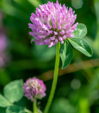 Jetel červený luční - Trifolium pratense - osivo jetele - 100 ks