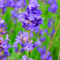 Levandule lékařská Provence Blue - Lavandula angustifolia - osivo levandule - 15 ks