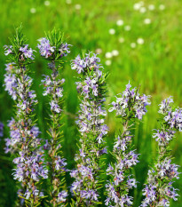 Rozmarýn lékařský Rosita - Rosmarinus officinalis - osivo rozmarýnu - 50 ks