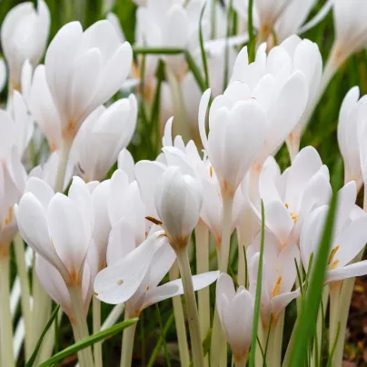 Ocún podzimní bílý - Colchicum autumnale album - hlízy ocúnů - 1 ks