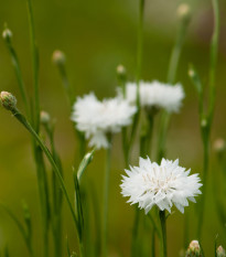 Chrpa luční bílá - Centaurea cyanus - osivo chrpy - 45 ks