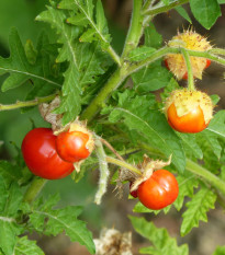 Rajče Liči - Solanum sisymbriifolium - osivo rajčat - 6 ks