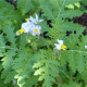 Rajče Liči - Solanum sisymbriifolium - osivo rajčat - 6 ks