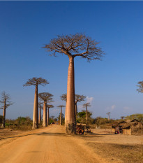 Baobab grandidieri - Adansonia grandidieri - osivo baobabu - 2 ks