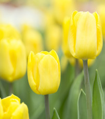 Tulipán Candela - Tulipa - cibule tulipánů - 3 ks