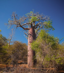 Baobab Fony - Lahvový strom - Adansonia fony - osivo baobabu - 2 ks