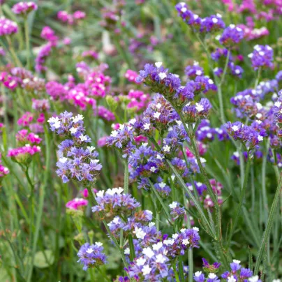 Limonka širokolistá Suworova - Limonium suworowii - osivo limonky - 600 ks