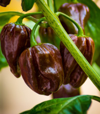 Paprika hnědá Baby bell - Capsicum annuum - osivo papriky - 8 ks