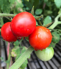 Rajče Hamlet F1 - Solanum lycopersicum - osivo rajčat - 6 ks