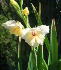 Gladiol Nanus Halley - Gladiolus - hlízy gladiol - 3 ks