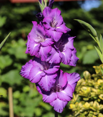 Gladiol Blue Isle - cibule Gladiol - 3 ks