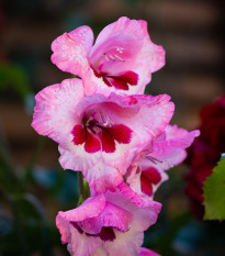 Gladiol Wine and Roses - Gladiolus - hlízy gladiol - 3 ks