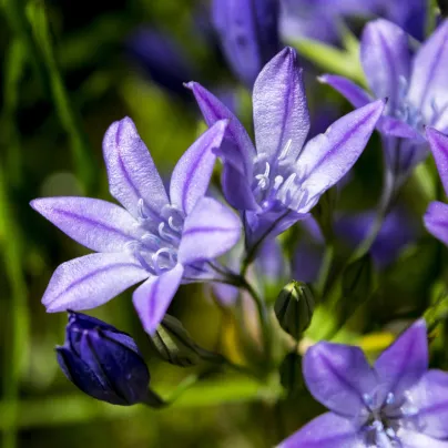 Brodie Queen Fabiola - Brodiaea laxa - cibule brodie - 3 ks