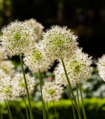 Česnek Mont Blanc - Allium - cibule česneků - 1 ks