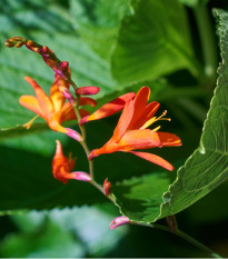 Montbrécie Emily Mckenzie - Crocosmia - hlízy montbrécie - 4 ks